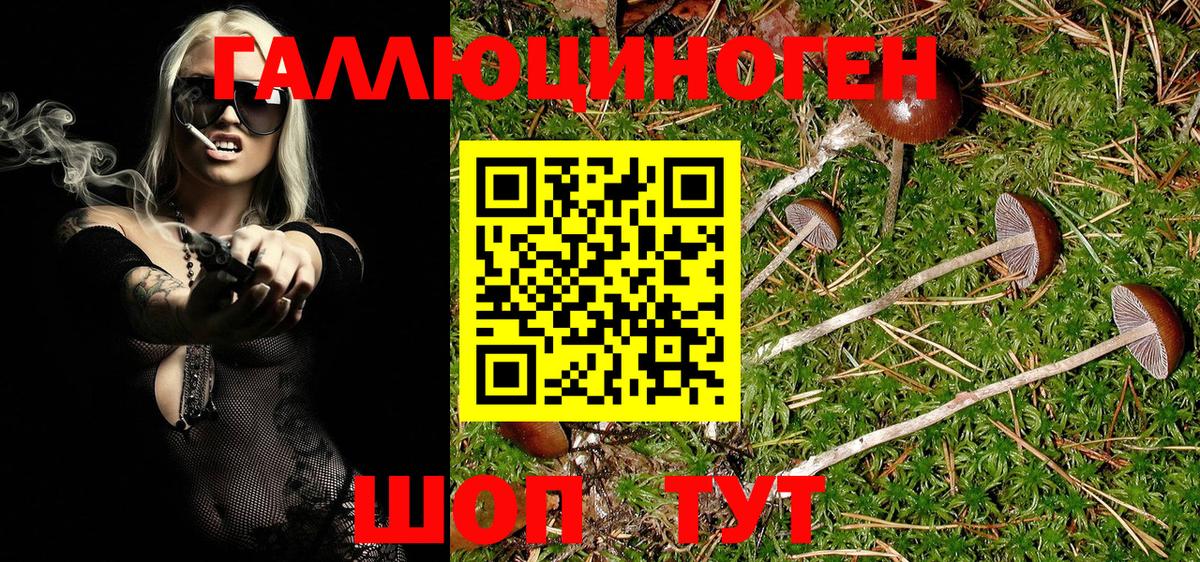 Галлюциногенные грибы Psilocybine cubensis Гулькевичи